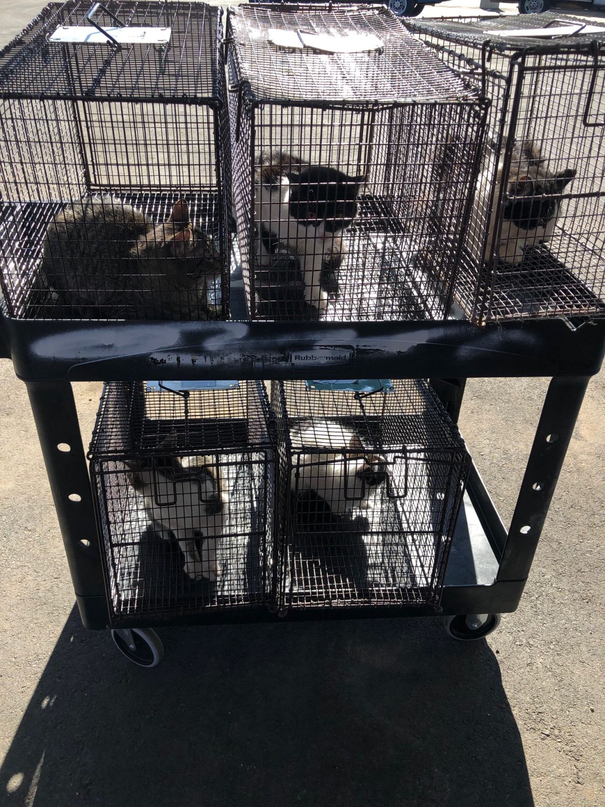 homeless cats